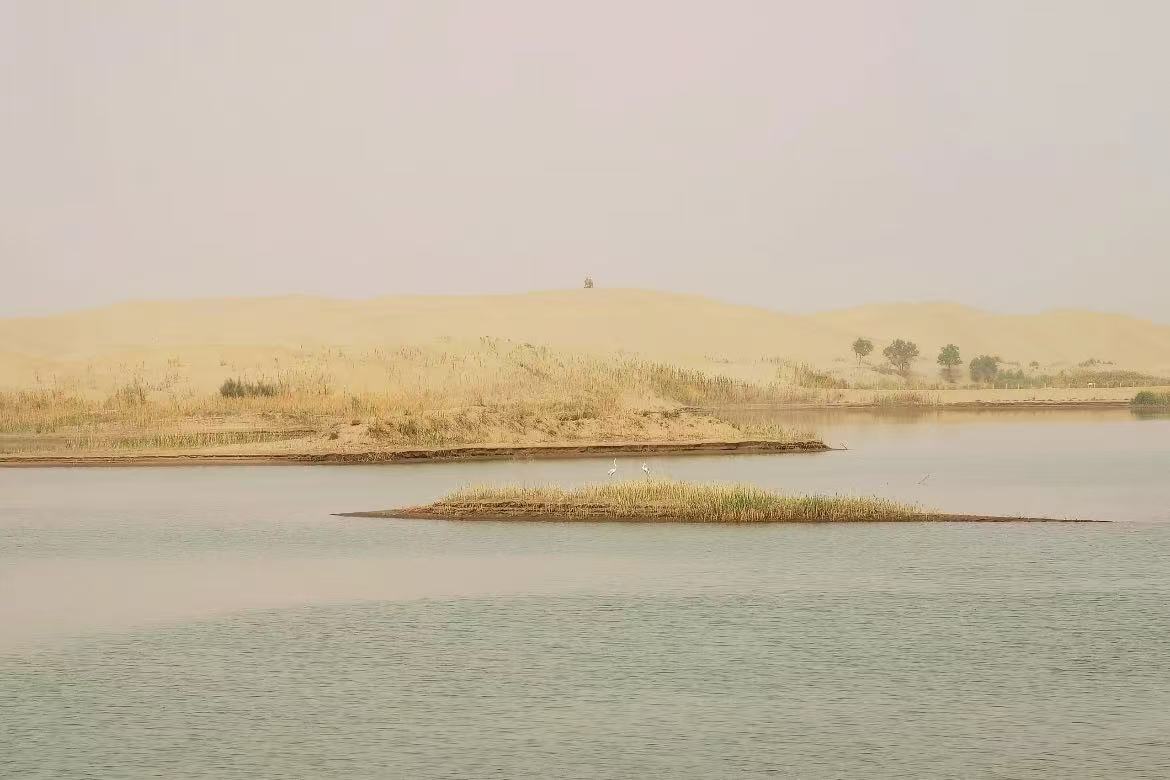 Desert Oasis